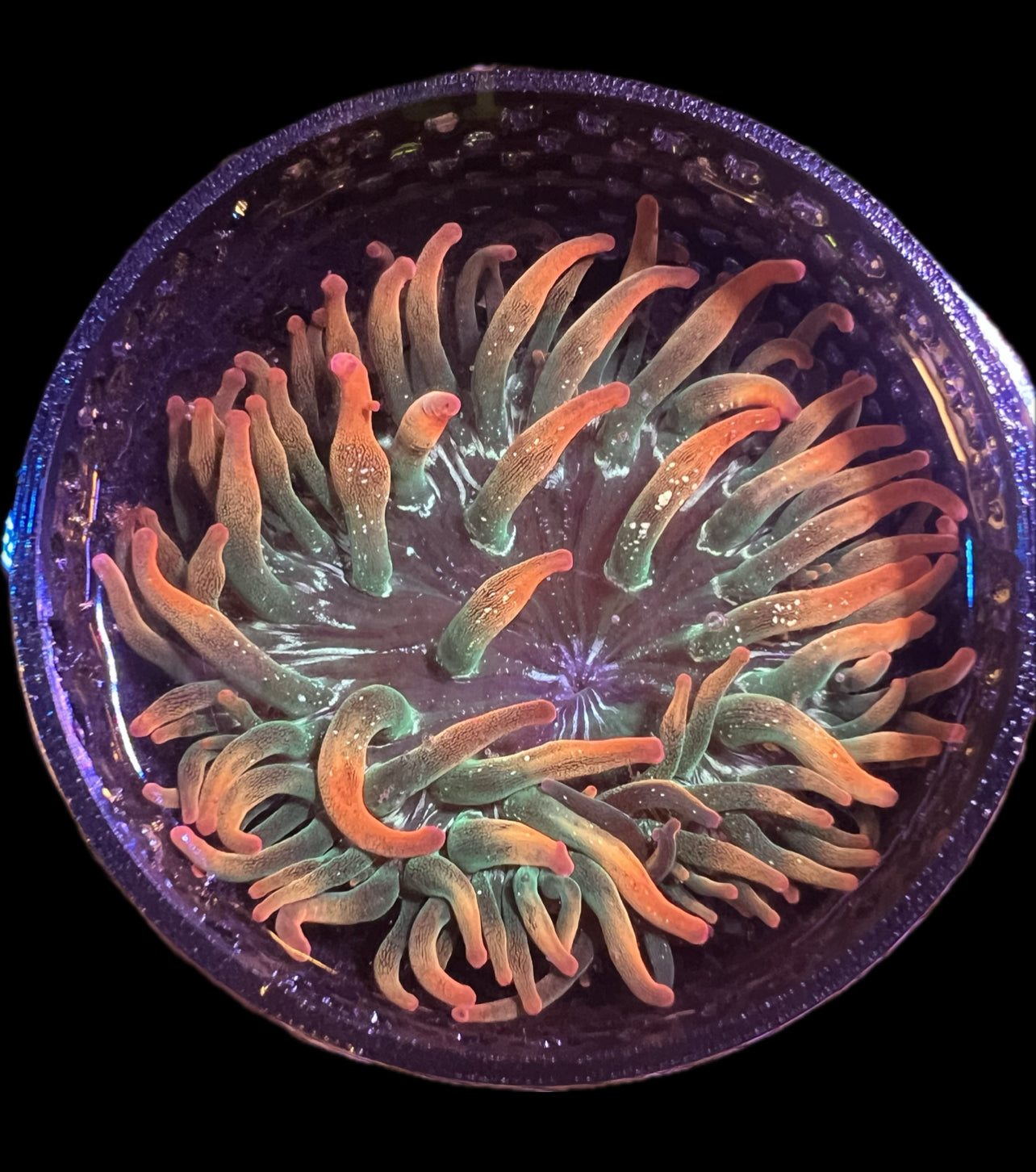 WYSIWYG Anemone #29