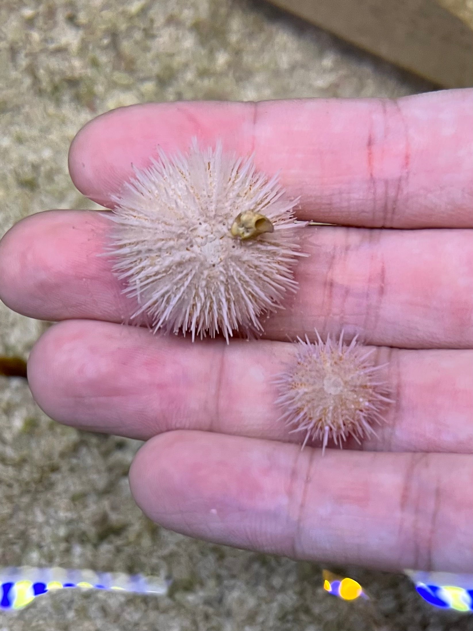 Dwarf Pink Collector Urchin