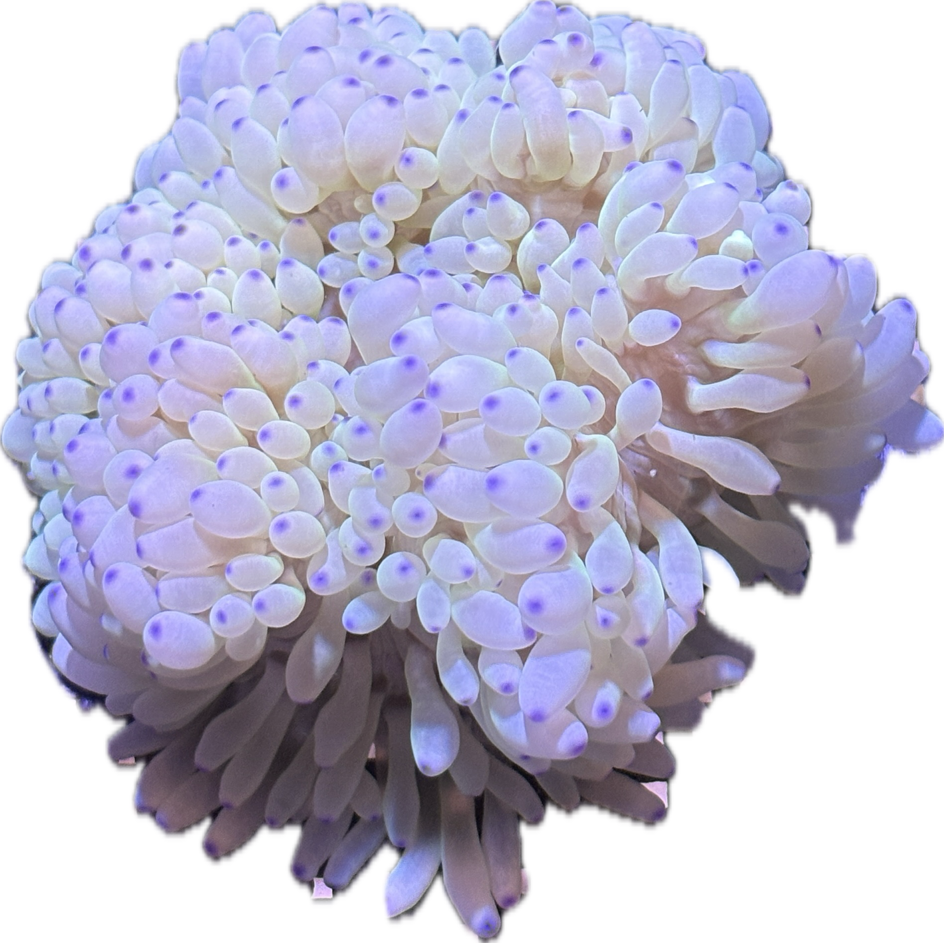 WYSIWYG Anemone #18