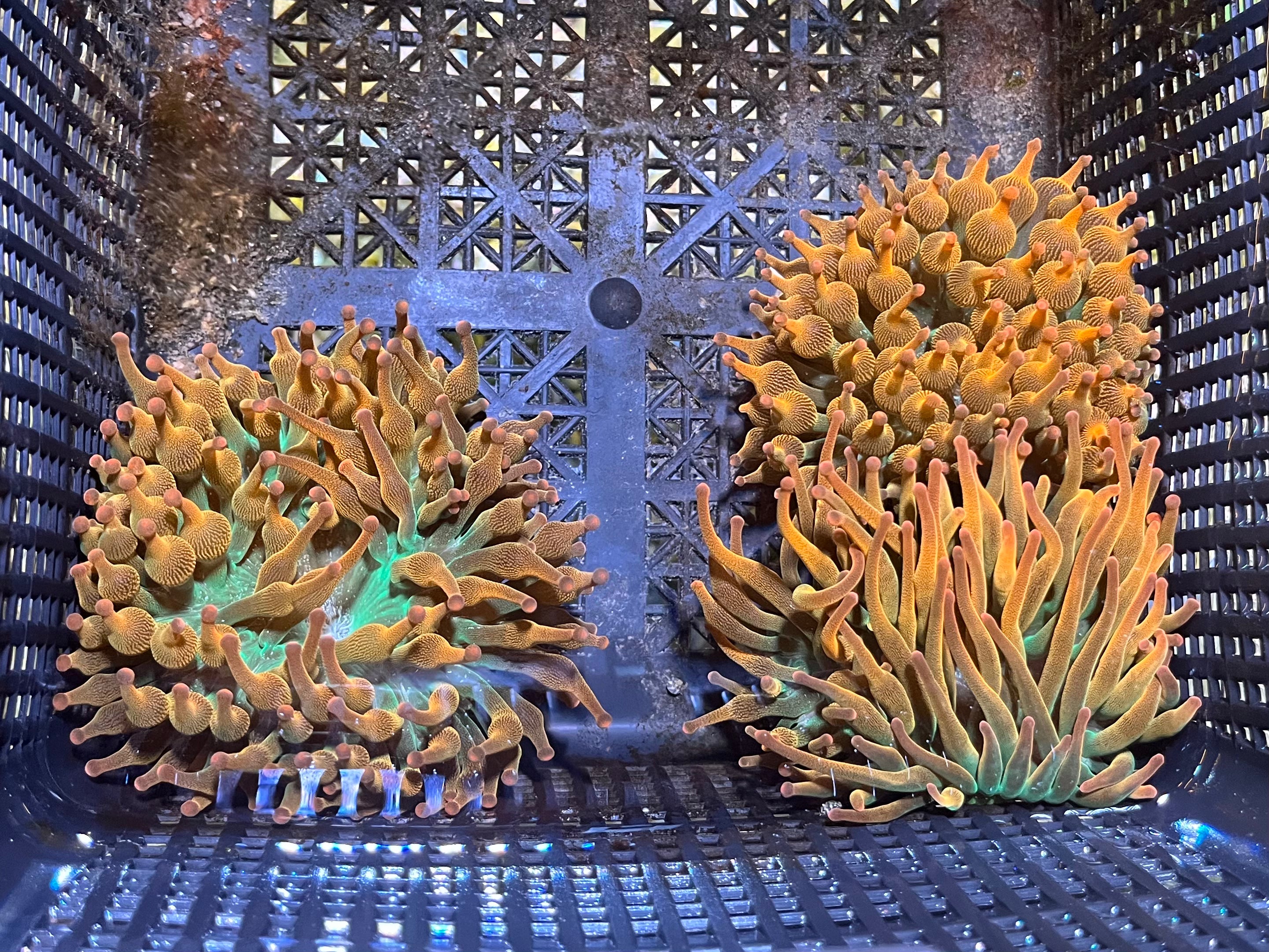 WYSIWYG Anemone #8