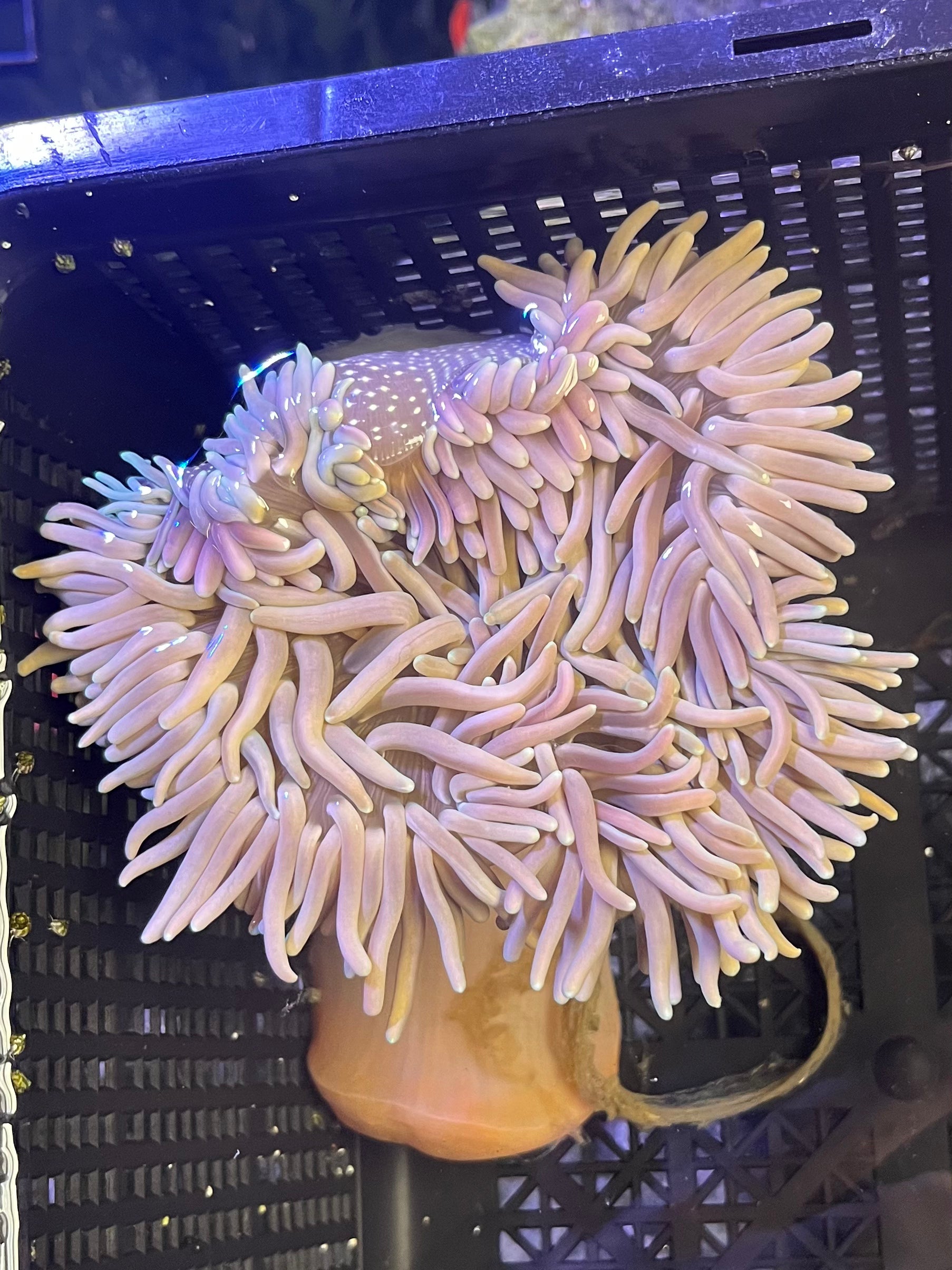 WYSIWYG Anemone #15