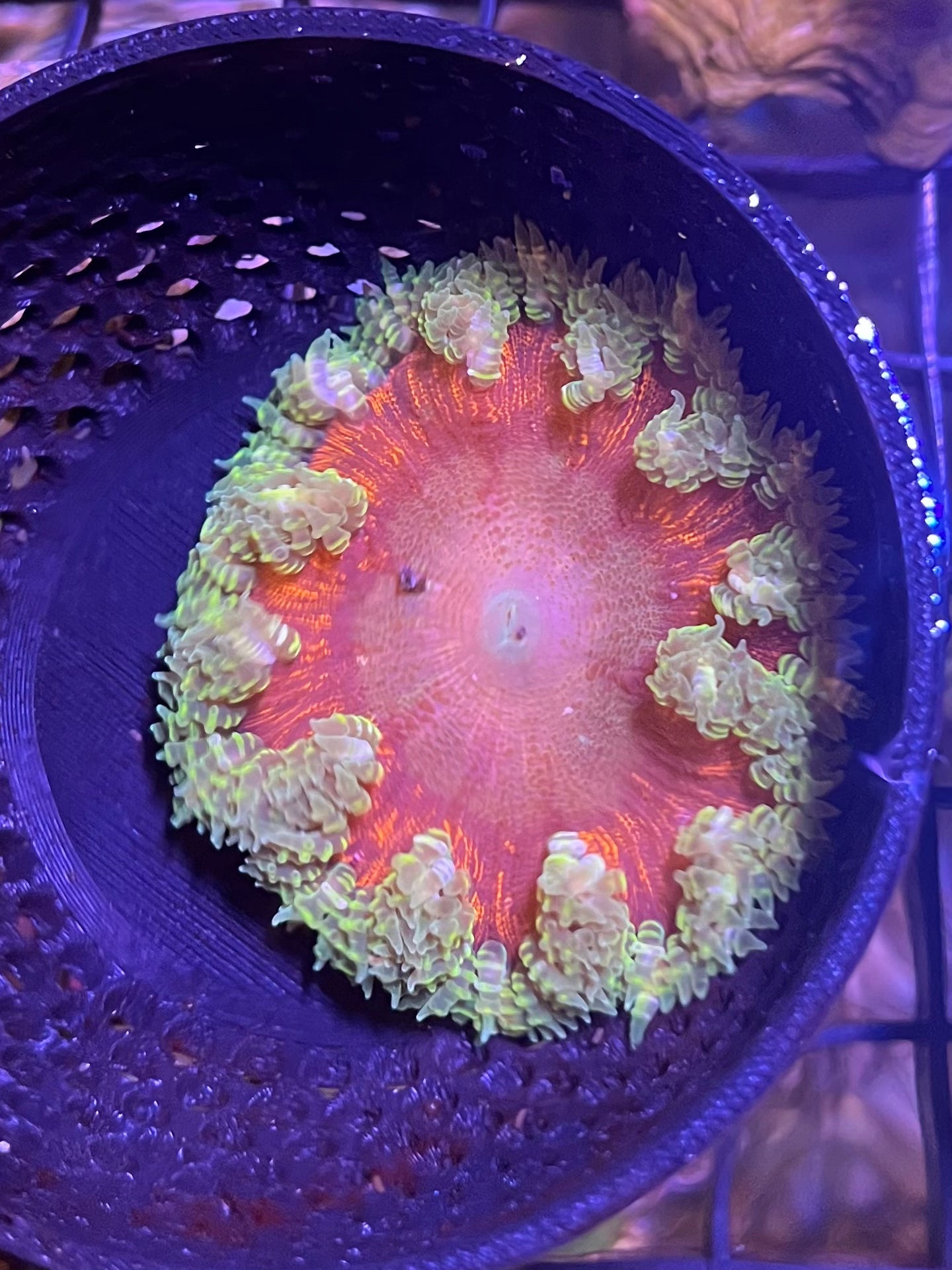 WYSIWYG Anemone #23
