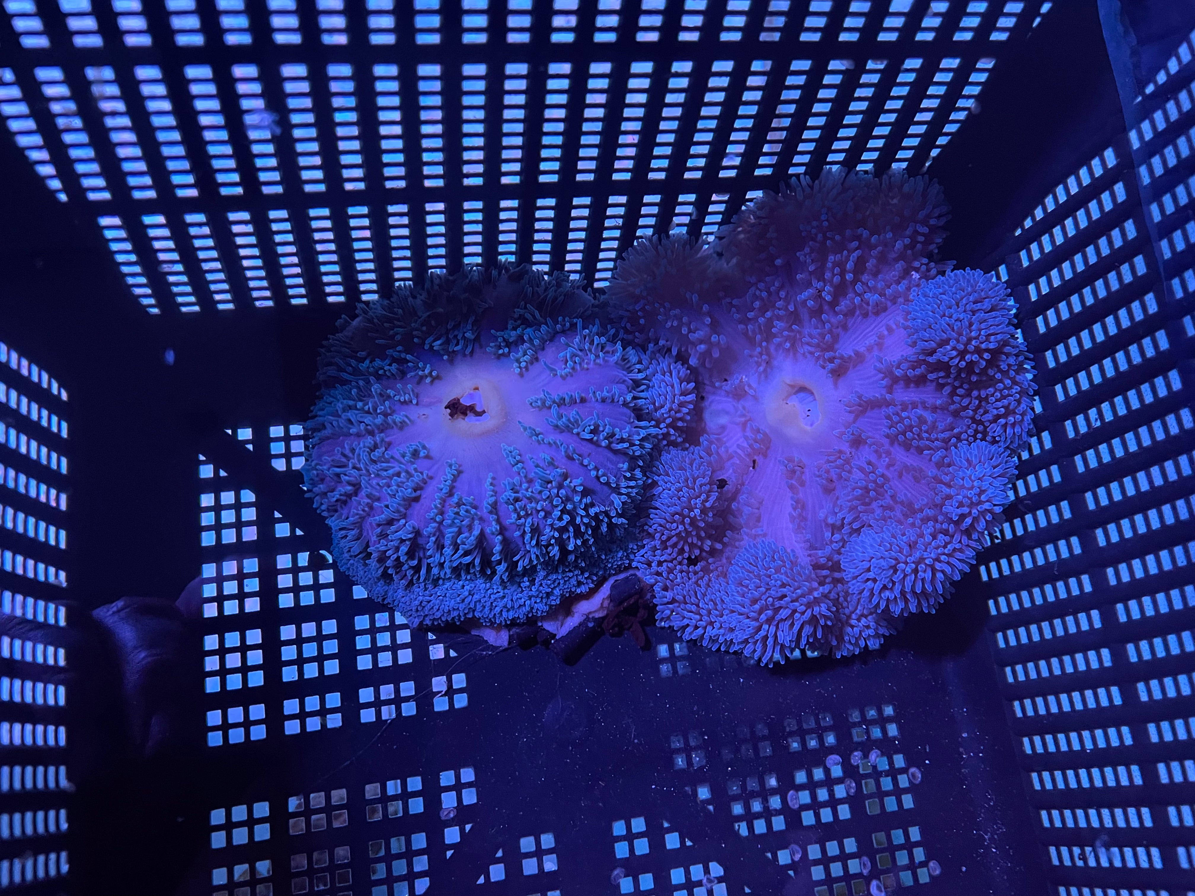 Blue Gigantea Carpet Anemone