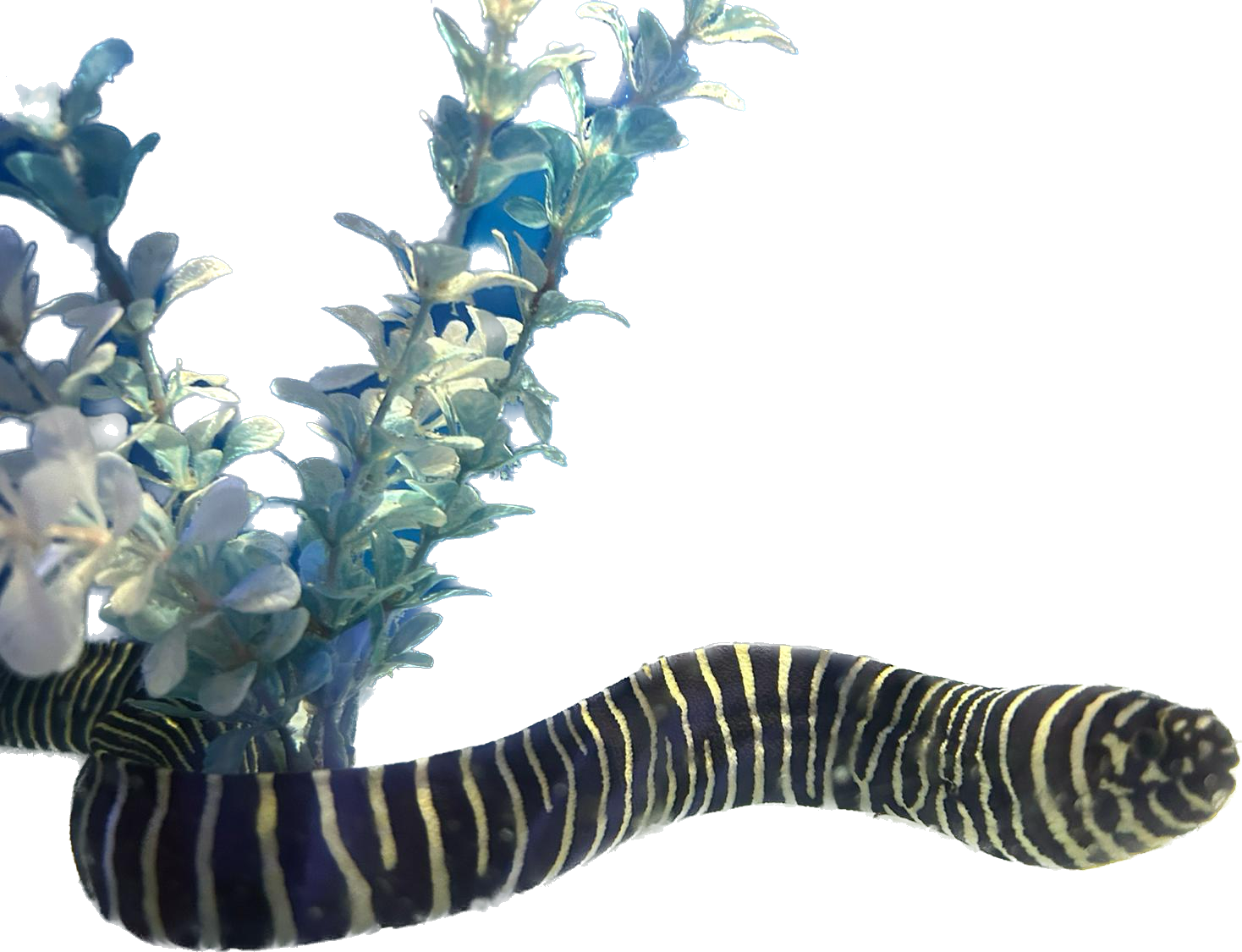 Zebra Moray Eel S