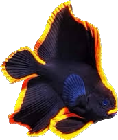 Pinnate Batfish M