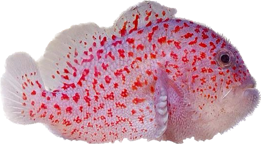 Gumdrop Coral Croucher Goby