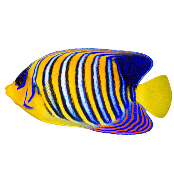 Regal Angel Adult S