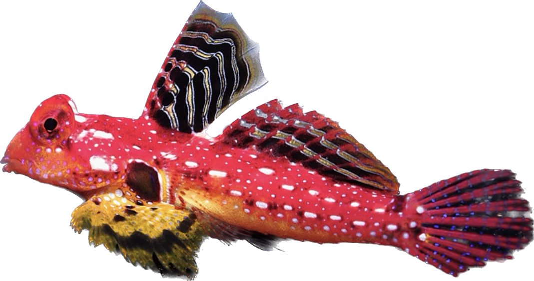 Ruby Red Scooter Blenny