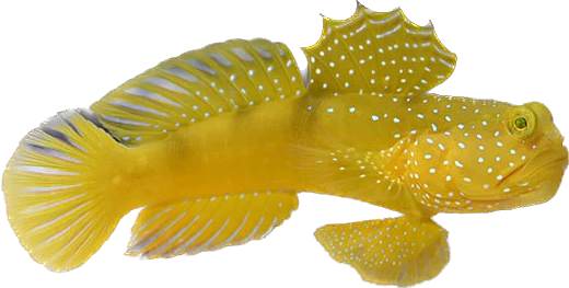 Yellow Watchman Goby M