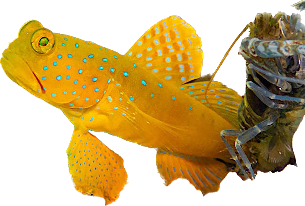 Yellow Watchmand Goby + Tiger Pistol PAIR