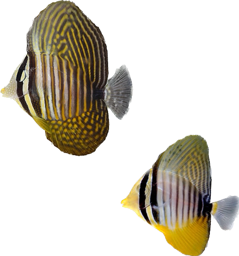 Desjardinii Sailfin Tang S