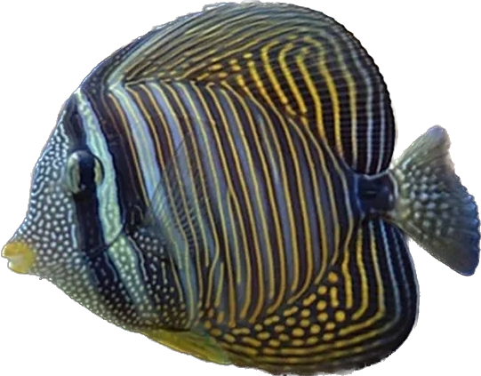 Desjardinii Sailfin Tang ML