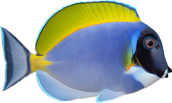 Powder Blue Tang M