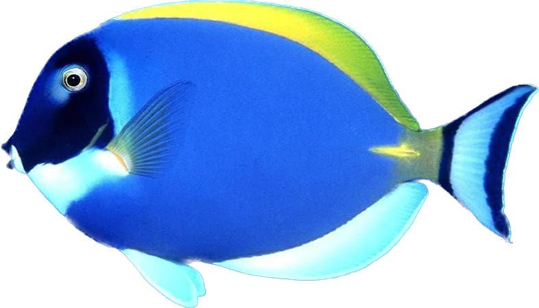 Powder Blue Tang L