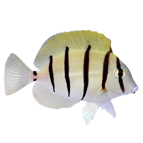 Convict Tang M