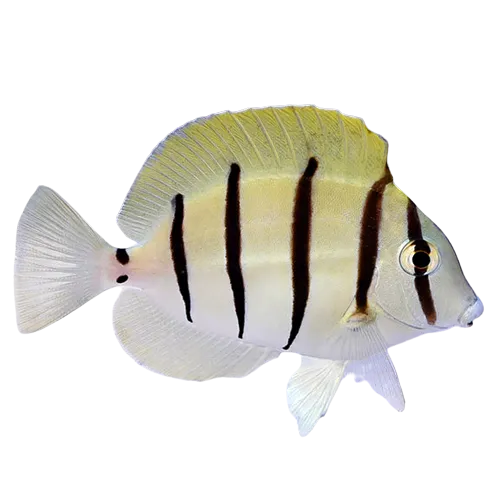 Convict Tang ML