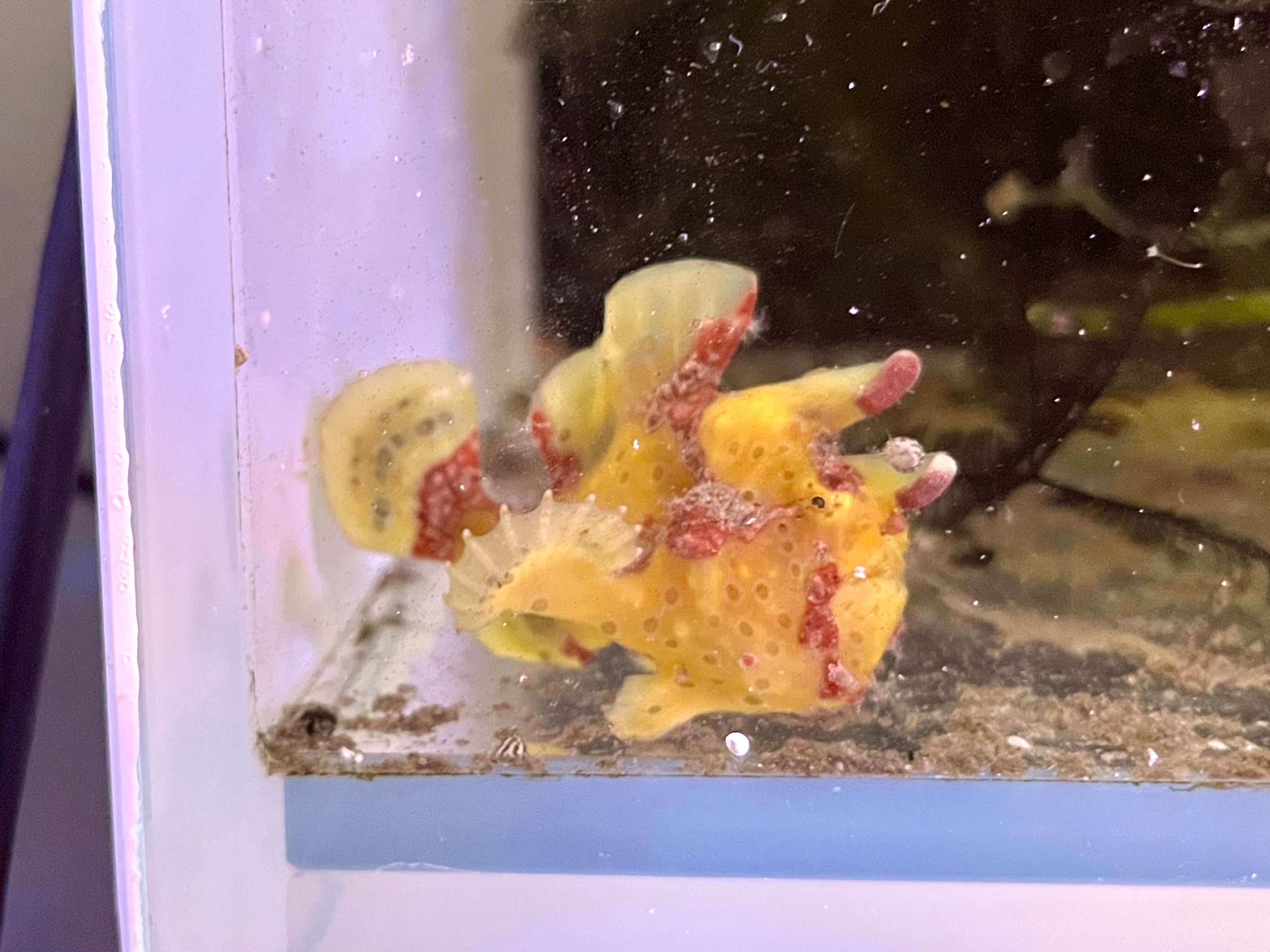 WYSIWYG Frogfish #1