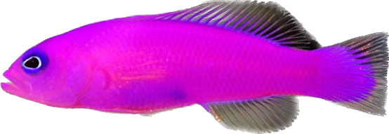 Fish - other