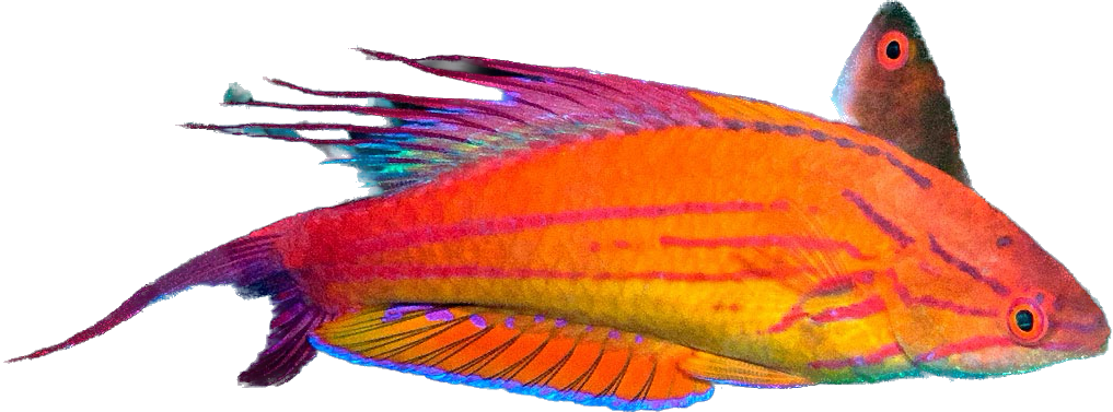 Blue Filamented Flasher Wrasse M