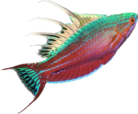Blue Filamented Flasher Wrasse M