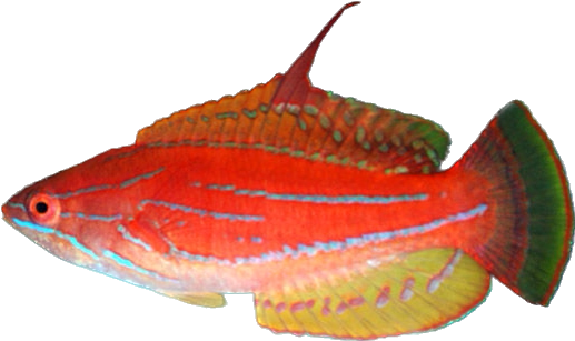 Yellowfin Flasher Wrasse M