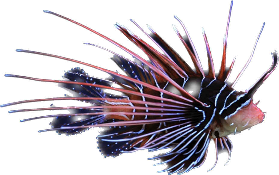 Radiata Lionfish S