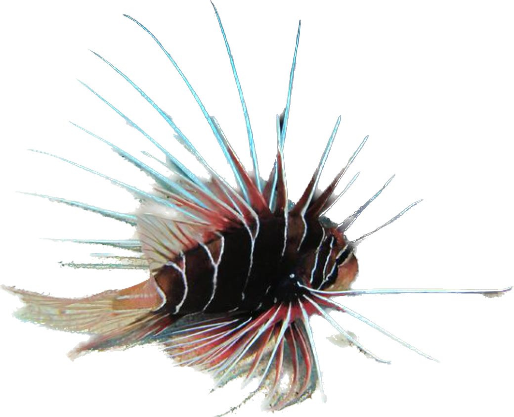 Radiata Lionfish S