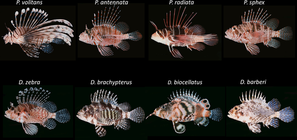 Radiata Lionfish S
