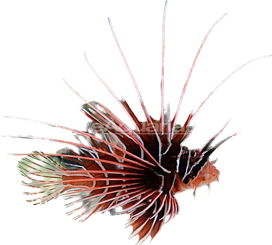 Radiata Lionfish S