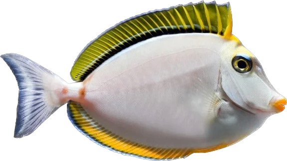 Blonde Naso SM