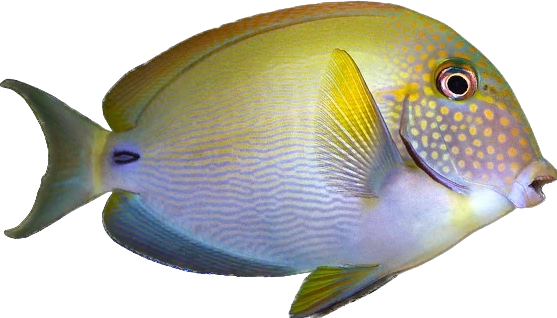Freckled Tang L