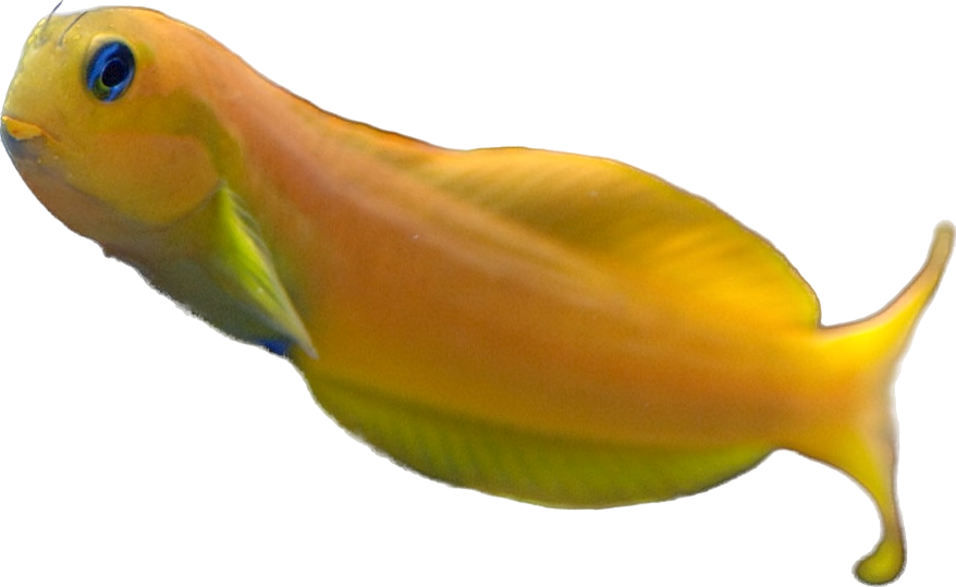 Yellow Midas Blenny S