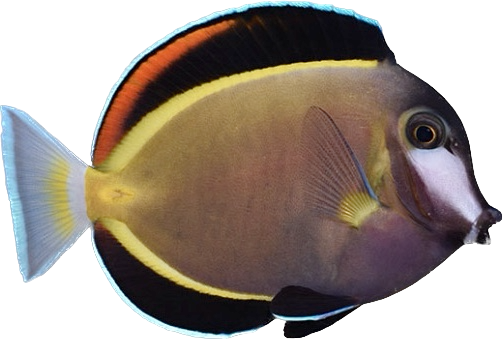 Powder Brown Tang L