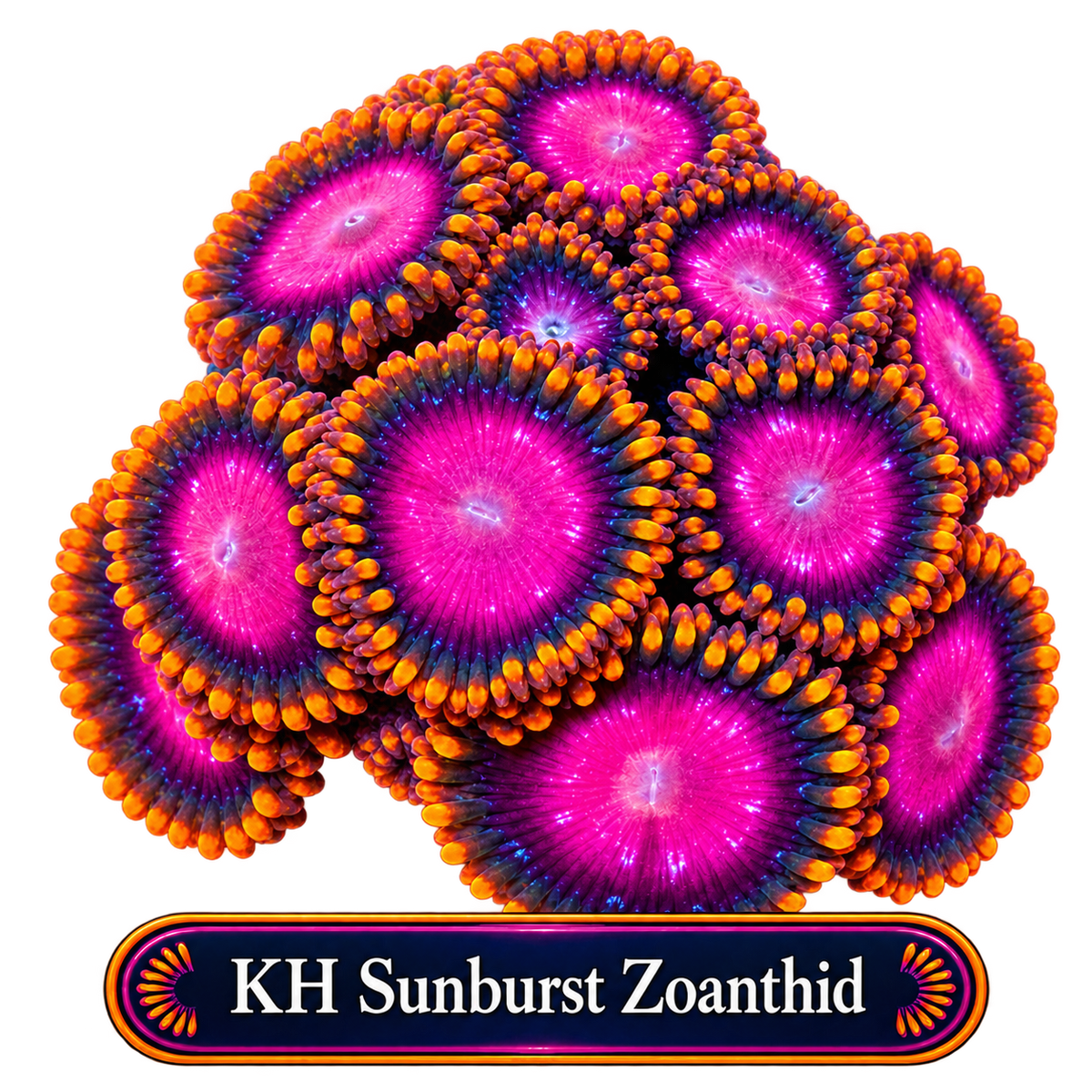 KH Sunburst Zoa Frag