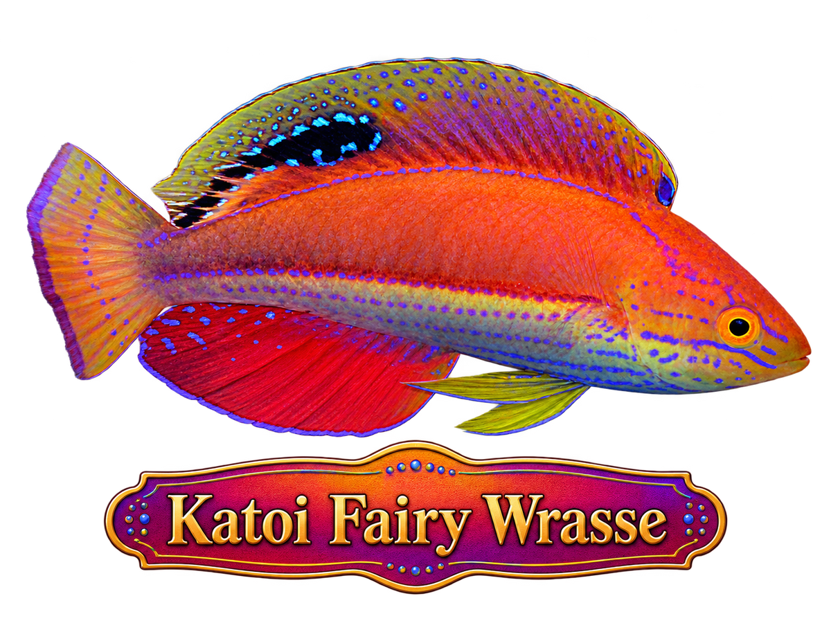 Katoi Fairy Wrasse - MALE