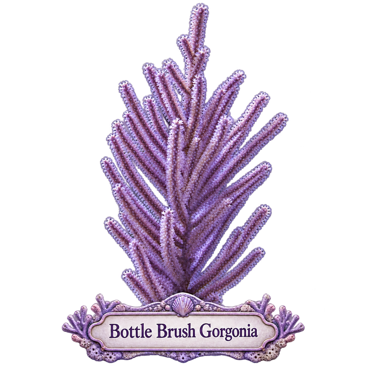Bottle Brush Photosynthetic Gorg - Easy to keep