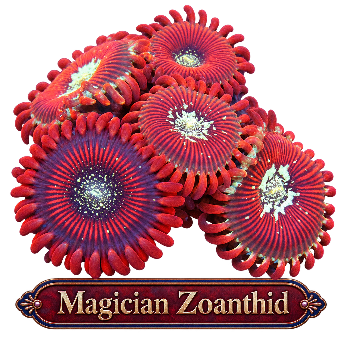 OG Magician Zoa Frag