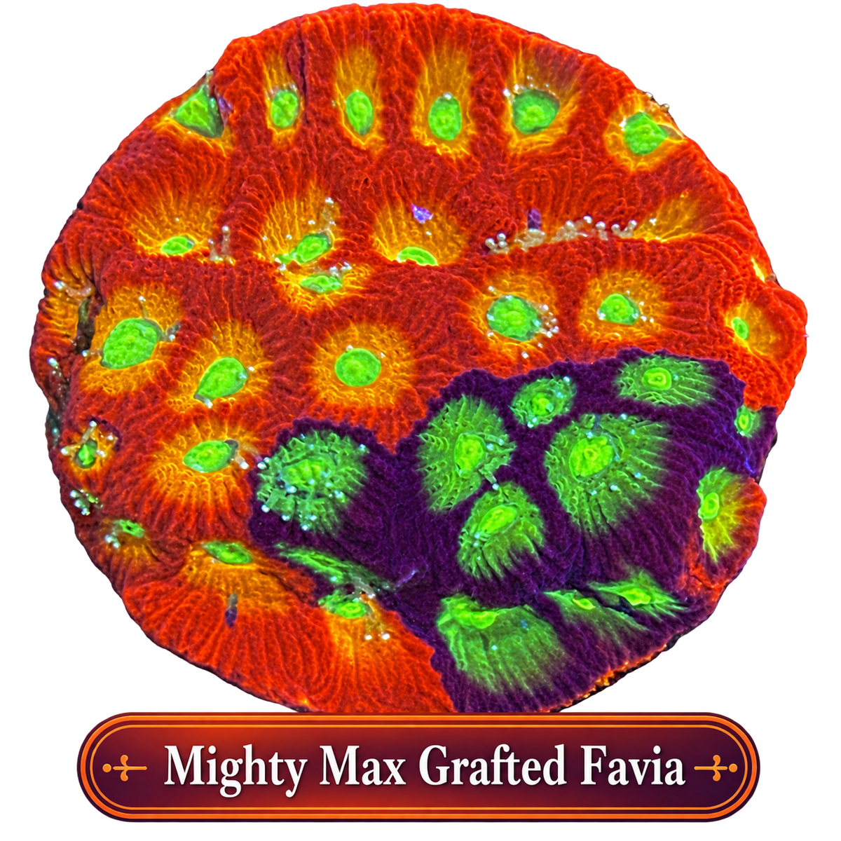 Mighty Max Grafted Favia