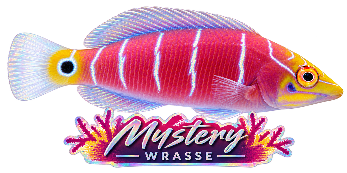Mystery Wrasse