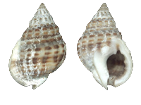 Nassarius Vibex