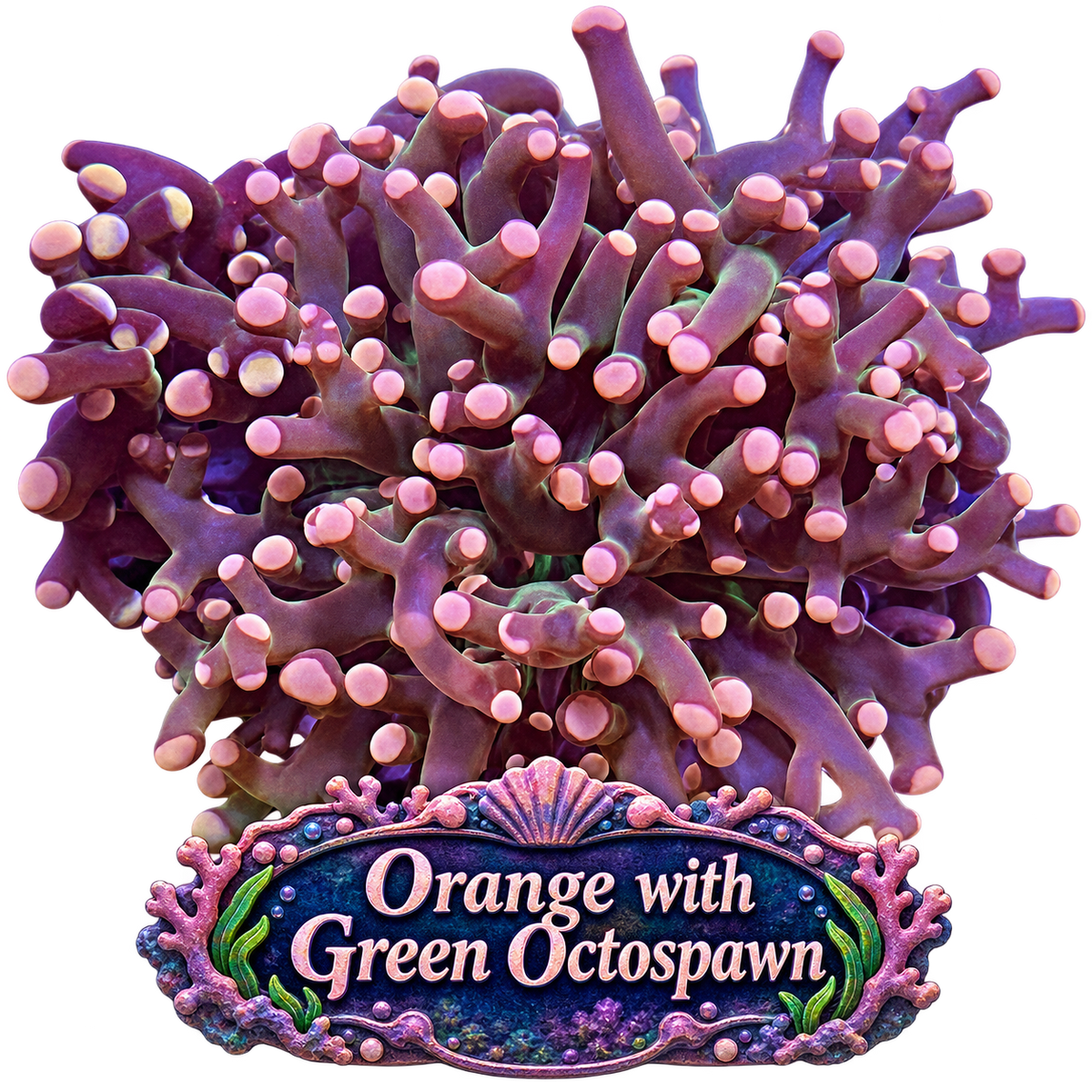 Octospawn - Orange with Green