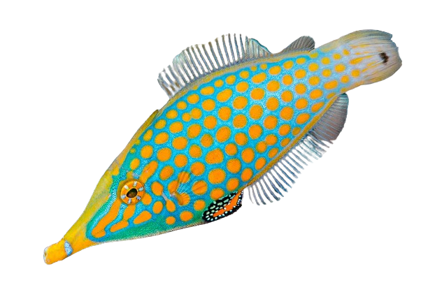 Orange Spot Filefish