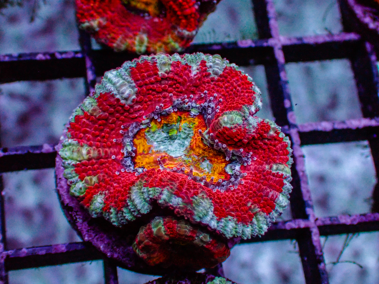 Ultra Frost Acan
