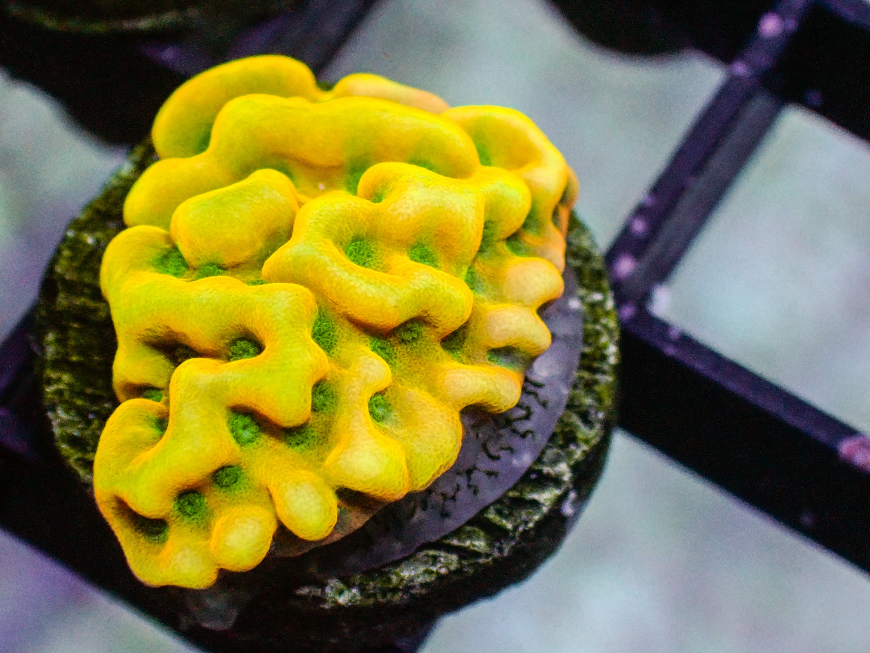 WWC Kung Pow Montipora Frag