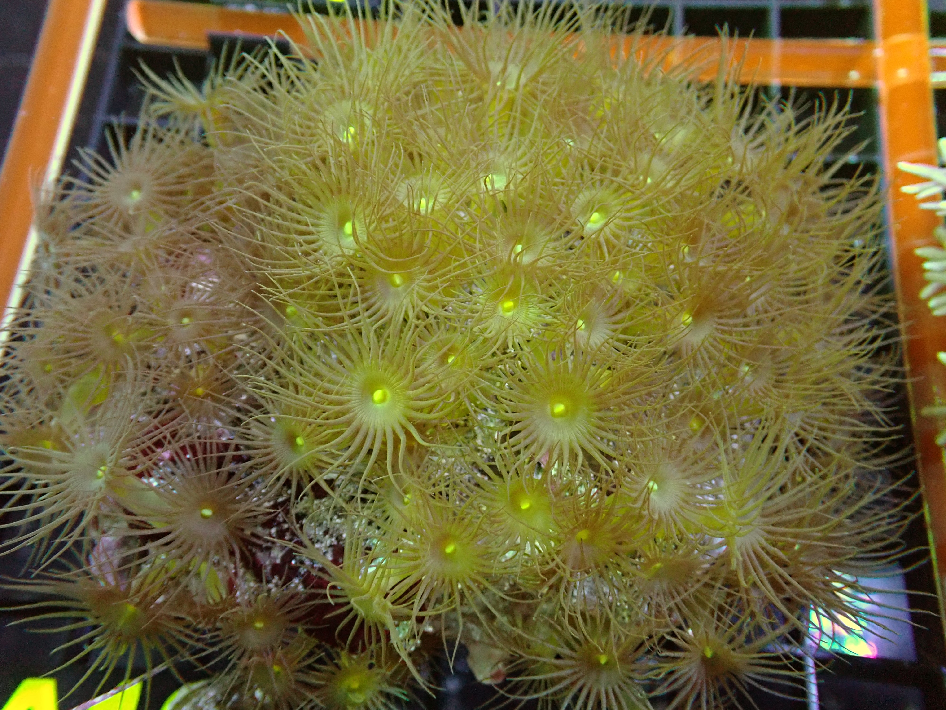 Yellow Polyp Colony