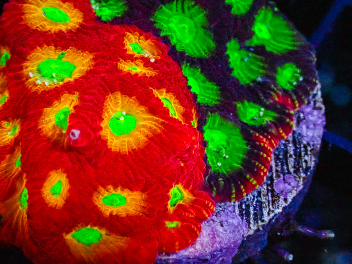 Mighty Max Grafted Favia