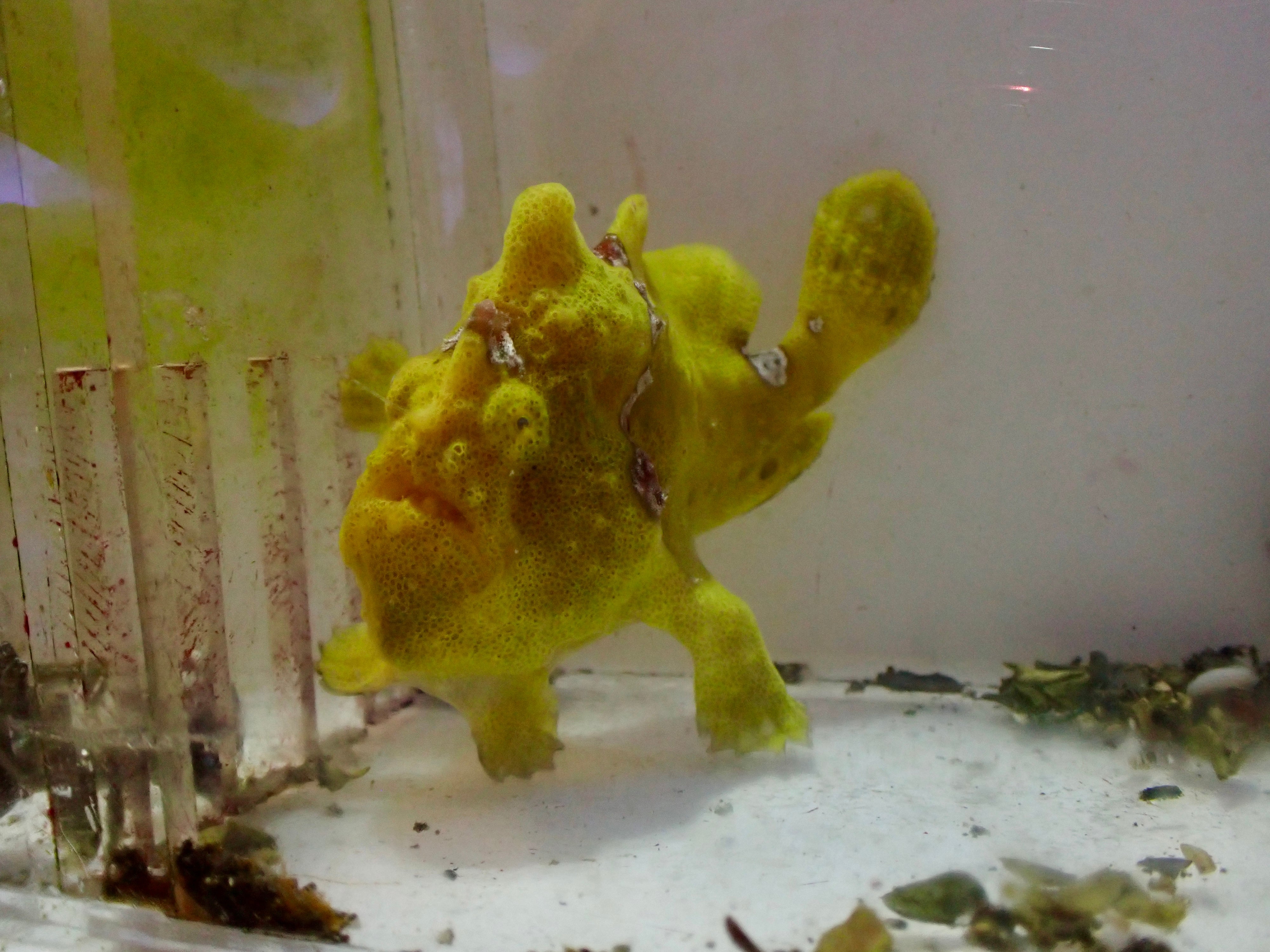 WYSIWYG Frogfish #2