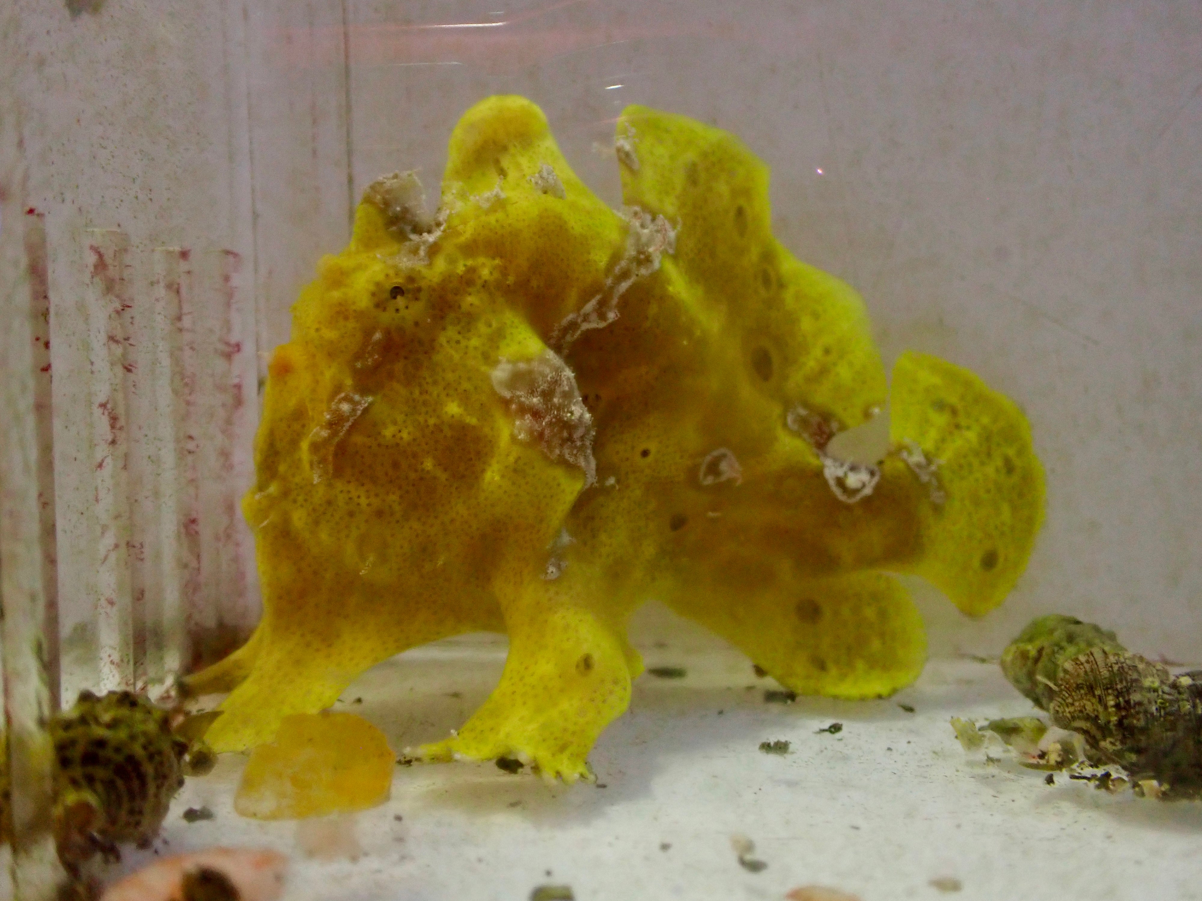 WYSIWYG Frogfish #3