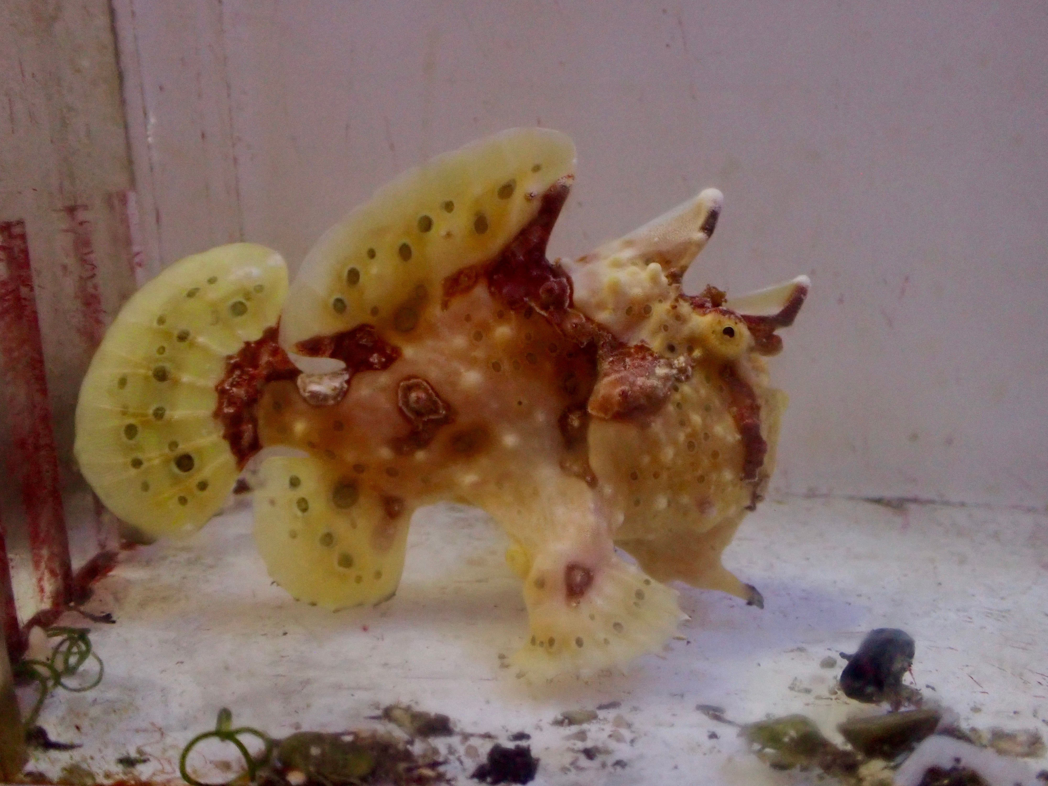 WYSIWYG Frogfish #5