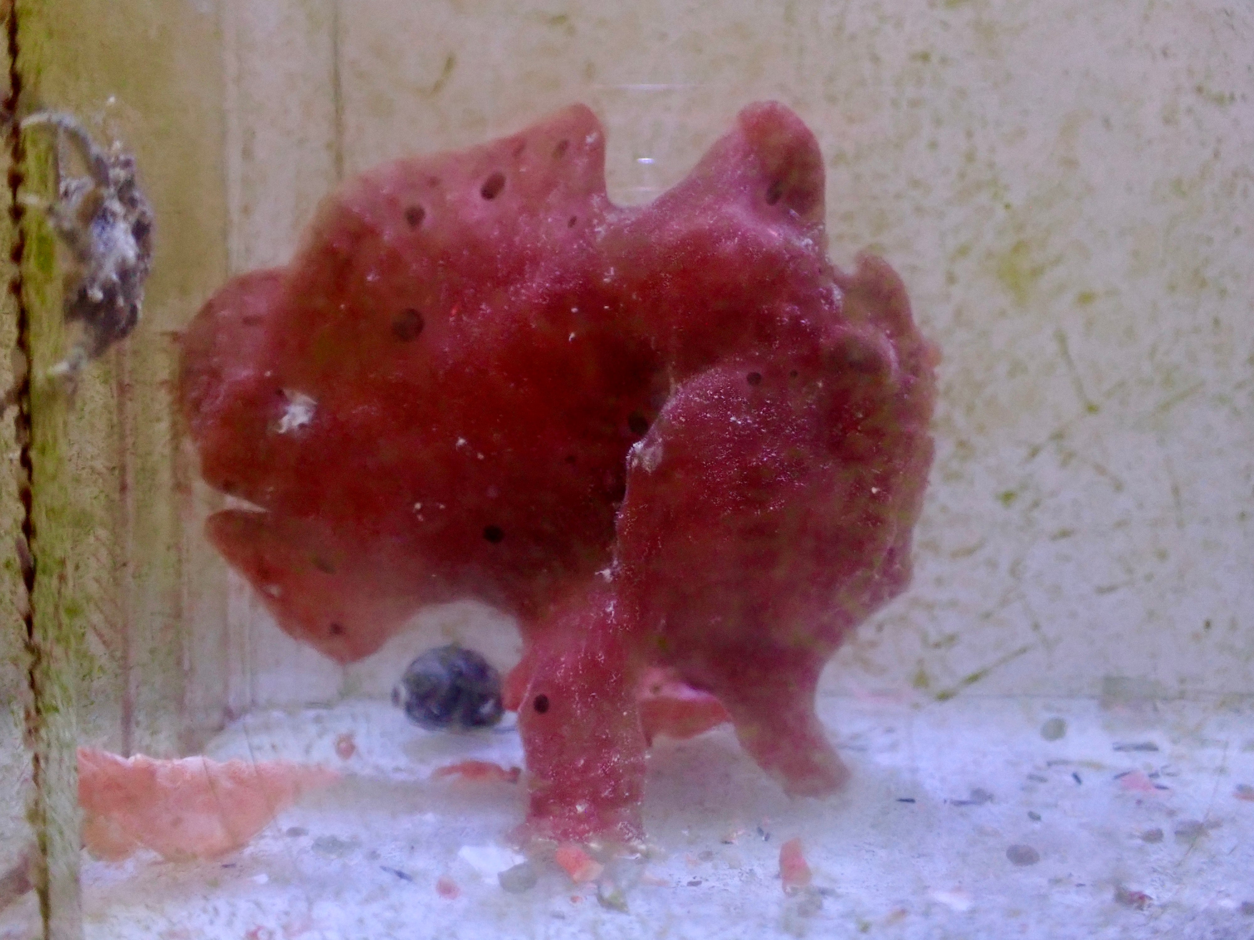 WYSIWYG Frogfish #9